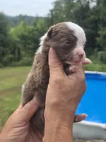 Mia, a female Australian Shepherd and Aussiedoodle for sale in Chatsworth, GA – 3 of 7