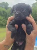 Benji, a male Poodle - Toy  and Brussels Griffon for sale in Chatsworth, GA – 7 of 8