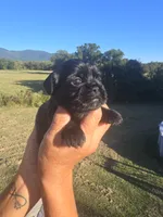 Lad, a male Shih Tzu and Brussels Griffon for sale in Chatsworth, GA – 9 of 9