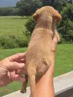 Wendy, a female Poodle - Toy  and Brussels Griffon for sale in Chatsworth, GA – 5 of 8