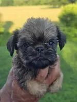 Mia, a female Brussels Griffon for sale in Chatsworth, GA – 8 of 8
