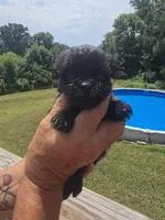 Cody, a male Poodle - Toy  and Brussels Griffon for sale in Chatsworth, GA – 4 of 7