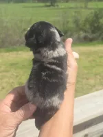 Reuben, a male Aussiedoodle for sale in Chatsworth, GA – Photo 3 of 8