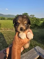 Reuben, a male Aussiedoodle for sale in Chatsworth, GA – 6 of 6