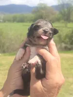 Reuben, a male Aussiedoodle for sale in Chatsworth, GA – Photo 4 of 8