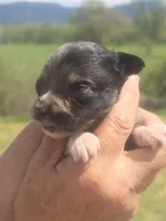 Reuben, a male Aussiedoodle for sale in Chatsworth, GA – Photo 5 of 8