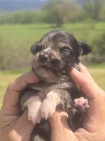 Reuben, a male Aussiedoodle for sale in Chatsworth, GA – Photo 6 of 8