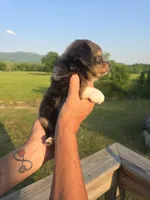 Reuben, a male Aussiedoodle for sale in Chatsworth, GA – 2 of 6