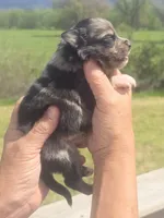 Reuben, a male Aussiedoodle for sale in Chatsworth, GA – Photo 2 of 8