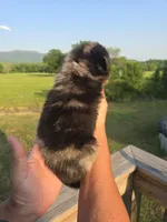 Reuben, a male Aussiedoodle for sale in Chatsworth, GA – 3 of 6