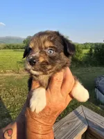 Reuben, a male Aussiedoodle for sale in Chatsworth, GA – 4 of 6