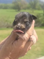 Reuben, a male Aussiedoodle for sale in Chatsworth, GA – Photo 7 of 8