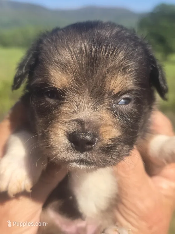 Reuben – Aussiedoodle puppy for sale in Chatsworth, GA