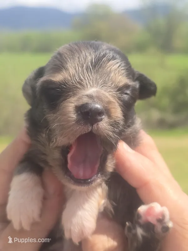 Reuben, a male Aussiedoodle for sale in Chatsworth, GA – Photo 1 of 8