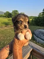 Reuben, a male Aussiedoodle for sale in Chatsworth, GA – 5 of 6