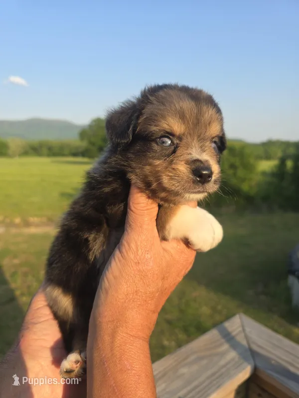 Reuben – Aussiedoodle puppy for sale in Chatsworth, GA