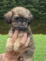 Mia, a female Brussels Griffon for sale in Chatsworth, GA – 7 of 9
