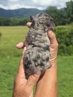 Bubba, a male Miniature Aussiedoodle for sale in Chatsworth, GA – 6 of 6