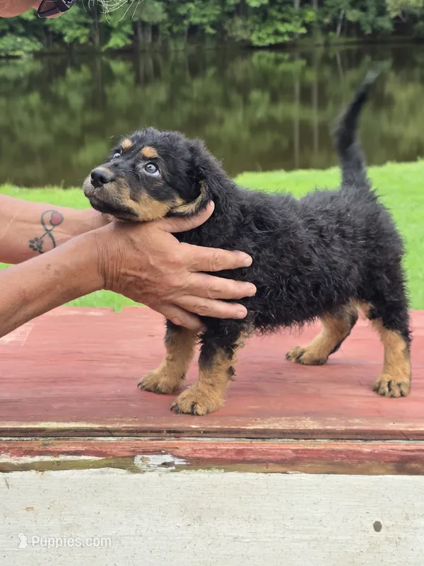 Raven – Miniature Aussiedoodle puppy on hold in Chatsworth, GA