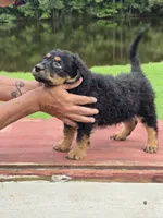 Raven, a female Miniature Aussiedoodle for sale in Chatsworth, GA – 1 of 6
