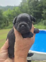 Patrick, a male Cavapoo and Brussels Griffon for sale in Chatsworth, GA – 6 of 6