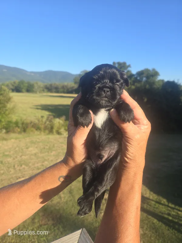 Lad – Shih Tzu, Brussels Griffon puppy for sale in Chatsworth, GA