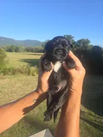 Lad, a male Shih Tzu and Brussels Griffon for sale in Chatsworth, GA – 1 of 9