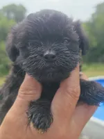 Cody, a male Poodle - Toy  and Brussels Griffon for sale in Chatsworth, GA – 7 of 7
