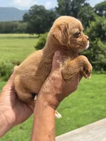 Wendy, a female Poodle - Toy  and Brussels Griffon for sale in Chatsworth, GA – 8 of 8