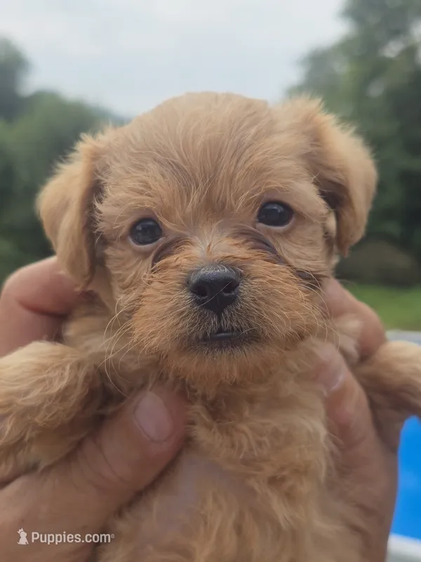 Wyatt – Poodle - Toy , Brussels Griffon puppy for sale in Chatsworth, GA