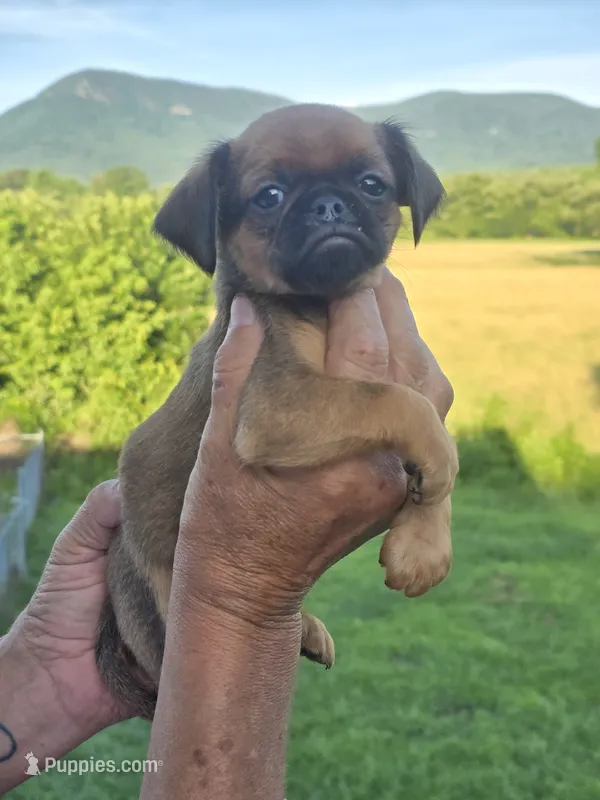 Charlie – Brussels Griffon puppy for sale in Chatsworth, GA