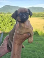 Charlie, a male Brussels Griffon for sale in Chatsworth, GA – 1 of 5
