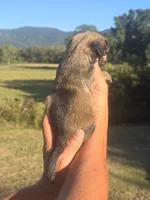 Ryan, a male Shih Tzu and Brussels Griffon for sale in Chatsworth, GA – 6 of 7