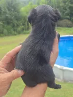Benji, a male Poodle - Toy  and Brussels Griffon for sale in Chatsworth, GA – 5 of 8