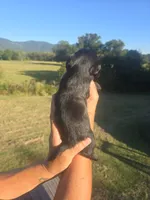 Lad, a male Shih Tzu and Brussels Griffon for sale in Chatsworth, GA – 5 of 9