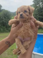 Wyatt, a male Poodle - Toy  and Brussels Griffon for sale in Chatsworth, GA – 7 of 7