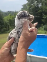 Toby - Toy, a male Australian Shepherd and Aussiedoodle for sale in Chatsworth, GA – 3 of 9