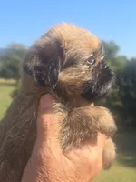Ginny, a male Shih Tzu and Brussels Griffon for sale in Chatsworth, GA – 4 of 6