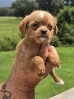 Wendy, a female Poodle - Toy  and Brussels Griffon for sale in Chatsworth, GA – 3 of 8