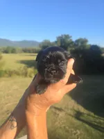 Lad, a male Shih Tzu and Brussels Griffon for sale in Chatsworth, GA – 7 of 9
