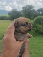 Rafe, a male Brussels Griffon for sale in Chatsworth, GA – 7 of 7