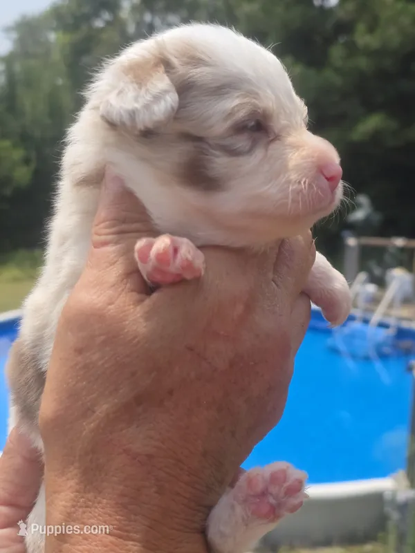 Susie – Australian Shepherd, Aussiedoodle puppy for sale in Chatsworth, GA