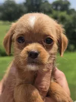 Wendy, a female Poodle - Toy  and Brussels Griffon for sale in Chatsworth, GA – 4 of 8