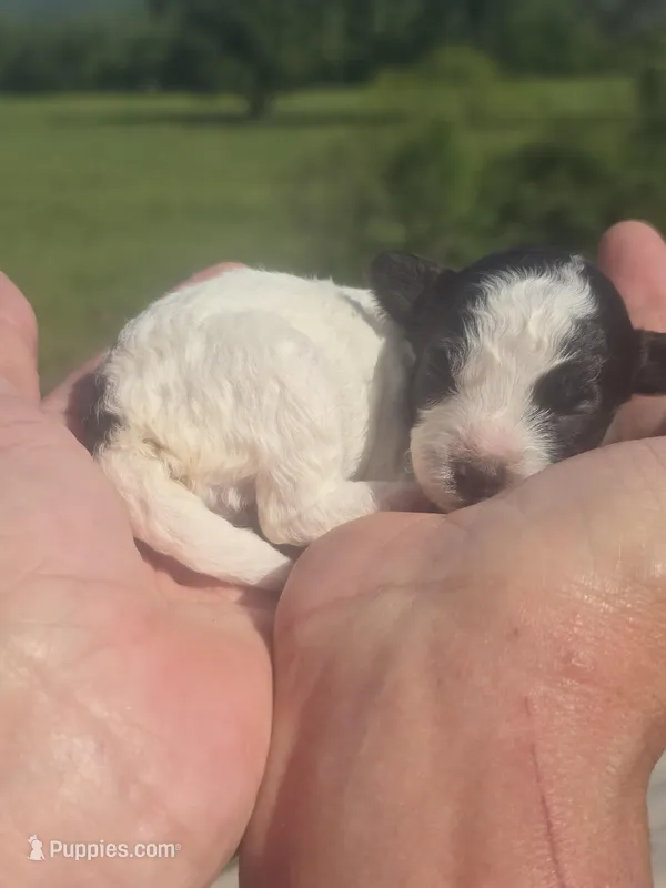 Kasey, a female Poodle - Toy  for sale in Chatsworth, GA – Photo 1 of 6