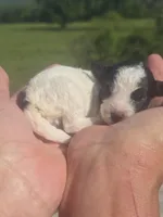 Kasey, a female Poodle - Toy  for sale in Chatsworth, GA – Photo 1 of 6