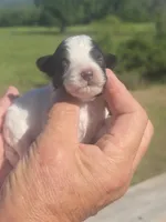 Kasey, a female Poodle - Toy  for sale in Chatsworth, GA – Photo 2 of 6