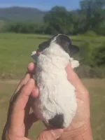 Kasey, a female Poodle - Toy  for sale in Chatsworth, GA – Photo 5 of 6