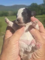 Kasey, a female Poodle - Toy  for sale in Chatsworth, GA – Photo 6 of 6