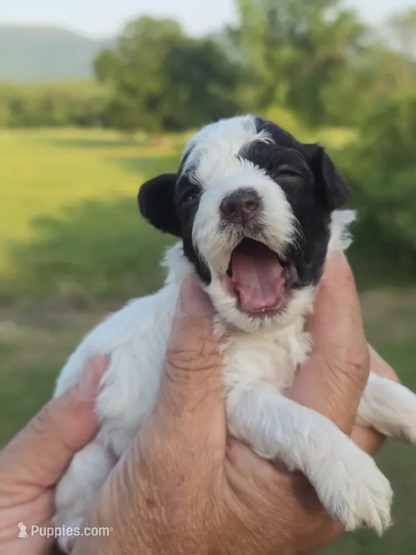 Kasey – Poodle - Toy  puppy on hold in Chatsworth, GA