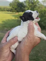 Kasey, a female Poodle - Toy  for sale in Chatsworth, GA – 5 of 5